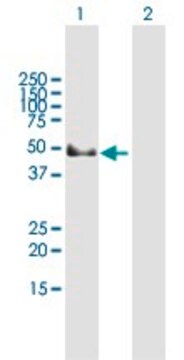 Anti-GAK antibody produced in mouse purified immunoglobulin, buffered aqueous solution