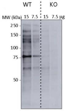 Anticuerpo anti-O- GlcNAc, clon CTD110.6 clone CTD110.6, from mouse