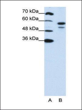 Anti-U2AF2 antibody produced in rabbit IgG fraction of antiserum