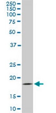 Anti-TOMM22 Mouse mAb (4G4) liquid, clone 4G4, Calbiochem&#174;