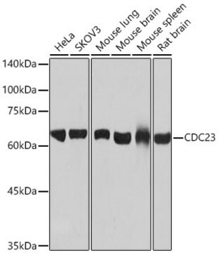 Anti-CDC23 Antibody, clone 1Q2I3, Rabbit Monoclonal