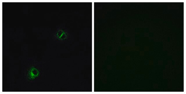 Anti-FZD9 antibody produced in rabbit affinity isolated antibody