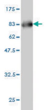 Monoclonal Anti-SERPINA12 antibody produced in mouse clone 3B3, purified immunoglobulin, buffered aqueous solution