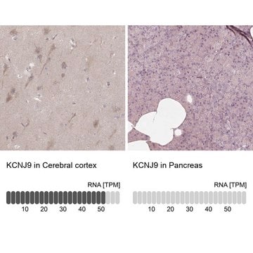 Anti-KCNJ9 antibody produced in rabbit Prestige Antibodies&#174; Powered by Atlas Antibodies, affinity isolated antibody