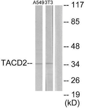 Anti-TACD2 antibody produced in rabbit affinity isolated antibody