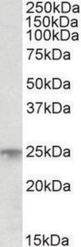 Anti-MSC (C-terminal) antibody produced in goat affinity isolated antibody, buffered aqueous solution