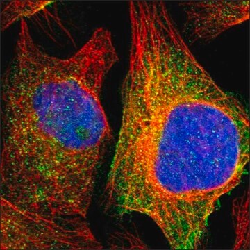 Anti-FLT1 antibody produced in rabbit Prestige Antibodies&#174; Powered by Atlas Antibodies, affinity isolated antibody, buffered aqueous glycerol solution, Ab1