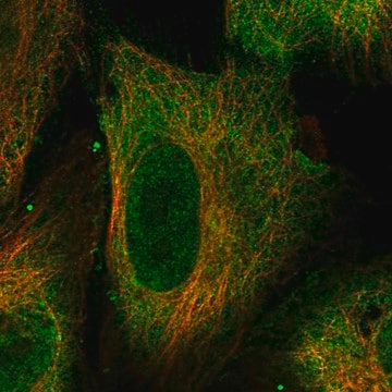 Anti-Tex13C Antibody Produced In Rabbit Prestige Antibodies&#174; Powered by Atlas Antibodies, affinity isolated antibody, buffered aqueous glycerol solution