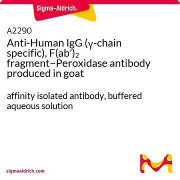 抗ヒトIgG (&#947;-鎖特異的), F(ab&#8242;)2 フラグメント&#8722;ペルオキシダーゼ ヤギ宿主抗体 affinity isolated antibody, buffered aqueous solution