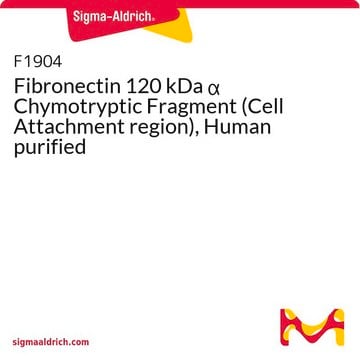 Fibronectin 120 kDa &#945; Chymotryptic Fragment (Cell Attachment region), Human purified