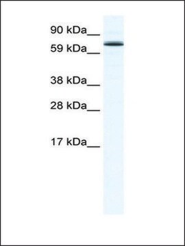 Anti-FOXO6 antibody produced in rabbit IgG fraction of antiserum