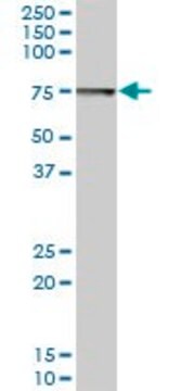 Anti-SWAP70 antibody produced in mouse purified immunoglobulin, buffered aqueous solution