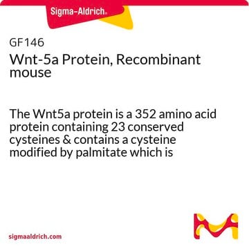 Wnt-5a Protein, Recombinant mouse The Wnt5a protein is a 352 amino acid protein containing 23 conserved cysteines &amp; contains a cysteine modified by palmitate which is essential for receptor binding &amp; biological activity.