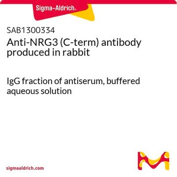 Anti-NRG3 (C-term) antibody produced in rabbit IgG fraction of antiserum, buffered aqueous solution