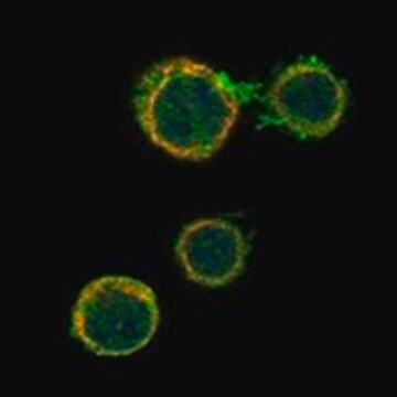 Anti-CD84 antibody produced in rabbit Prestige Antibodies&#174; Powered by Atlas Antibodies, affinity isolated antibody, buffered aqueous glycerol solution