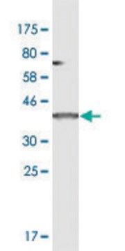 Monoclonal Anti-AXIN2 antibody produced in mouse clone 3B6, purified immunoglobulin, buffered aqueous solution