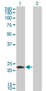 Monoclonal Anti-LOC51136 antibody produced in mouse clone 4H7, purified immunoglobulin, buffered aqueous solution