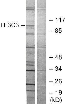 Anti-TF3C3 antibody produced in rabbit affinity isolated antibody