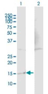 Anti-TP53AP1 antibody produced in mouse purified immunoglobulin, buffered aqueous solution