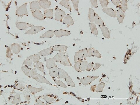 Monoclonal Anti-HCAP-G antibody produced in mouse clone 4B1, purified immunoglobulin, buffered aqueous solution