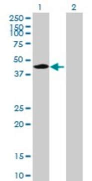 Anti-CPA1 antibody produced in mouse purified immunoglobulin, buffered aqueous solution