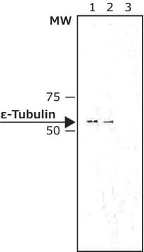 Monoclonal Anti-&#949;-Tubulin antibody produced in mouse clone TUB-11, purified immunoglobulin, buffered aqueous solution