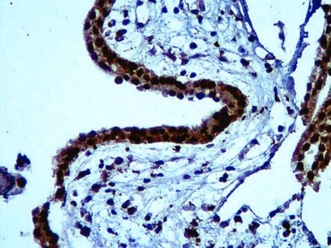 Anti-Bystin Antibody from rabbit, purified by affinity chromatography