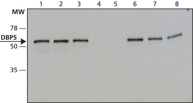 Anti-DBP5 (C-terminal) antibody produced in rabbit ~1.0&#160;mg/mL, affinity isolated antibody, buffered aqueous solution