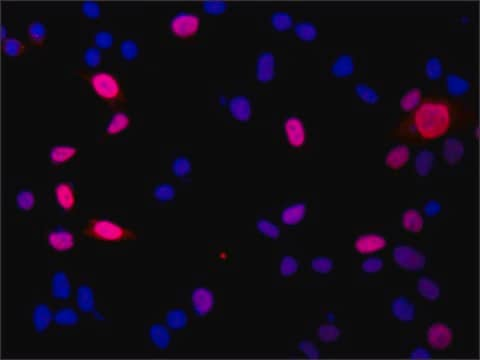 Anti-DGCR8 (N-terminal) antibody produced in rabbit ~1.0&#160;mg/mL, affinity isolated antibody