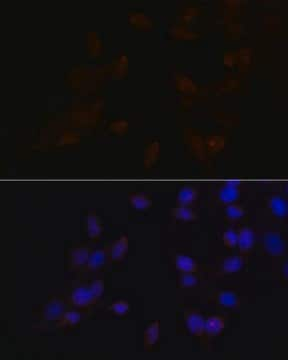 Anti-ATF4 antibody produced in rabbit