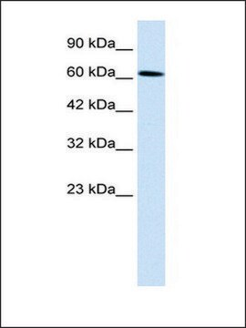 Anti-UBP1 antibody produced in rabbit affinity isolated antibody