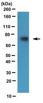 Anti-TAF15, clone 8TA-2B10 Antibody ascites fluid, clone 8TA-2B10, from mouse