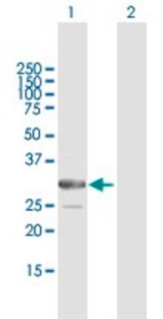 ANTI-ARMC10 antibody produced in mouse purified immunoglobulin, buffered aqueous solution