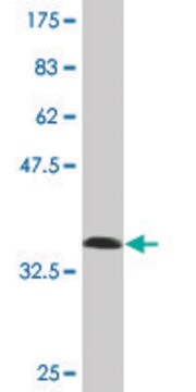 Monoclonal Anti-ISL2 antibody produced in mouse clone 1D9, purified immunoglobulin, buffered aqueous solution