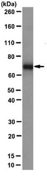 Przeciwciało anty-PABP 1, klon 10E10 clone 10E10, from mouse