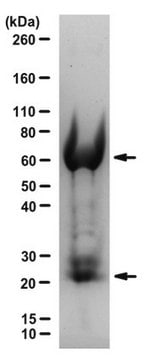 Normal Chicken IgY Antibody, purified | AC146 1&#160;mg/mL, Chemicon&#174;