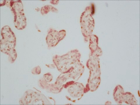 Monoclonal Anti-Alkaline Phosphatase, Human Placental antibody produced in mouse clone 8B6, ascites fluid