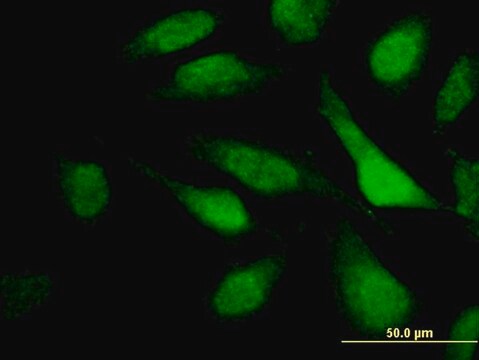 Monoclonal Anti-TNRC6C antibody produced in mouse clone 3G11, purified immunoglobulin, buffered aqueous solution