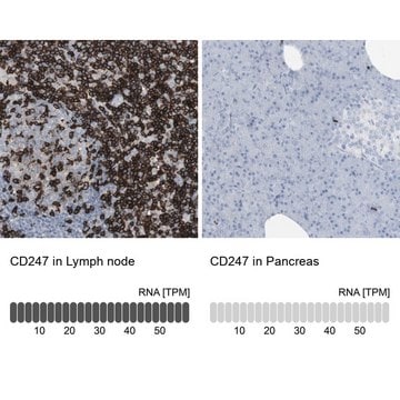 Anti-CD247 antibody produced in rabbit Prestige Antibodies&#174; Powered by Atlas Antibodies, affinity isolated antibody, buffered aqueous glycerol solution