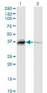 Monoclonal Anti-TNFSF13B antibody produced in mouse clone 2C11, purified immunoglobulin, buffered aqueous solution