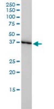 Monoclonal Anti-TXNL2 antibody produced in mouse clone 4B5-2A8, purified immunoglobulin, buffered aqueous solution