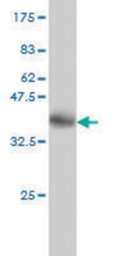 Monoclonal Anti-NISCH antibody produced in mouse clone 2C8, purified immunoglobulin, buffered aqueous solution