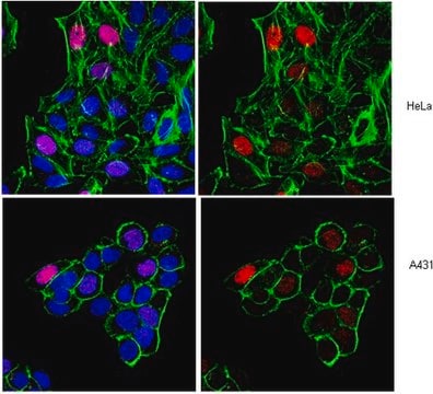 Anti-Histone H3 Antibody (Dimethyl K9, Phospho S10), clone 6HH3-2C5 ascites fluid, clone 6HH3-2C5, from mouse