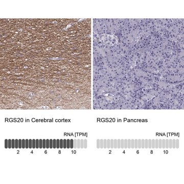 Anti-RGS20 Prestige Antibodies&#174; Powered by Atlas Antibodies, affinity isolated antibody