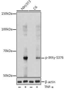 Anti-Phospho-IKK&#947;-S376 antibody produced in rabbit