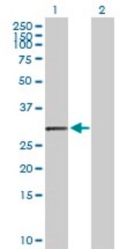 Anti-HLA-DOA antibody produced in rabbit purified immunoglobulin, buffered aqueous solution