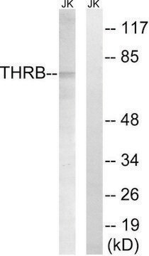 Anti-THRB (AP2, Cleaved-Arg327) antibody produced in rabbit affinity isolated antibody