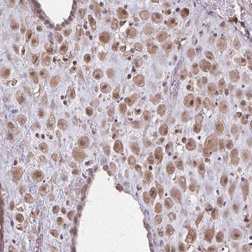 Anti-NRBF2 antibody produced in rabbit Prestige Antibodies&#174; Powered by Atlas Antibodies, affinity isolated antibody, buffered aqueous glycerol solution