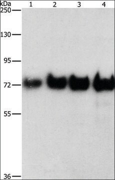 抗BSA ウサギ宿主抗体 affinity isolated antibody