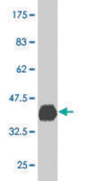 Monoclonal Anti-PBX3 antibody produced in mouse clone 2E12, purified immunoglobulin, buffered aqueous solution